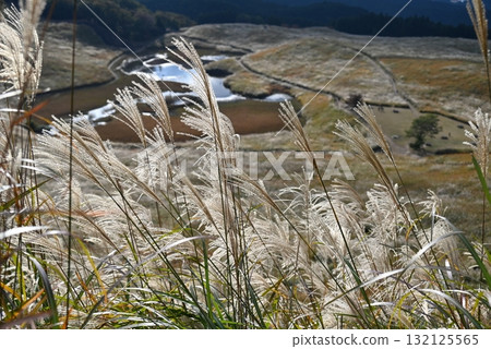 October, Nara Soni Plateau, Japanese pampas grass swaying in the wind October, Nara Soni Plateau, Japanese pampas grass swaying in the wind 132125565