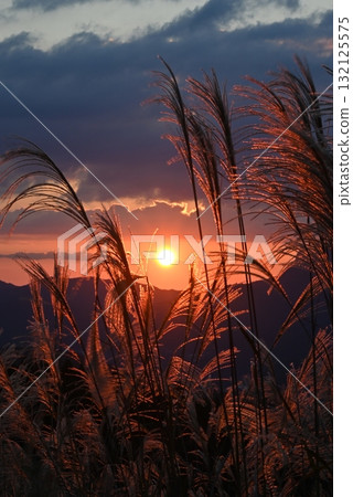 October, Nara Soni Plateau, Japanese pampas grass illuminated by the setting sun 132125575