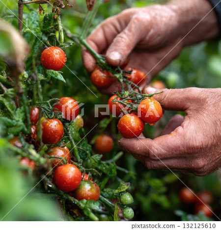 Hands of gardener harvesting ripe cherry tomatoes in lush green garden with vibrant foliage 132125610