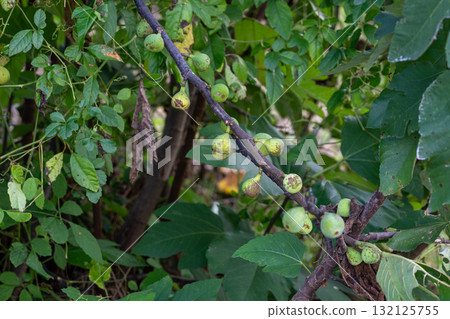 日本岡山縣總社市吉備路的秋日景色非常美麗 日本岡山縣總社市吉備路的秋日景色非常美麗 132125755