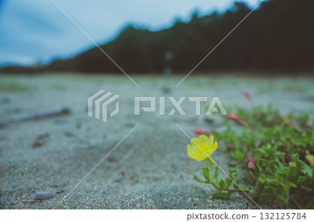 Evening primrose blooming by the sea at dusk 132125784