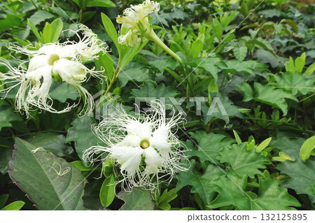葫蘆雌花:白天盛開的葫蘆正上方景色 / 埼玉縣,十月 葫蘆雌花:白天盛開的葫蘆正上方景色 / 埼玉縣,十月 132125895