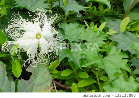 虎杖雌花：白天盛開的虎杖/埼玉縣，十月 132125896