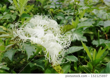 葫蘆雌花:白天盛開的葫蘆側面圖/埼玉縣,10月 葫蘆雌花:白天盛開的葫蘆側面圖/埼玉縣,10月 132125897