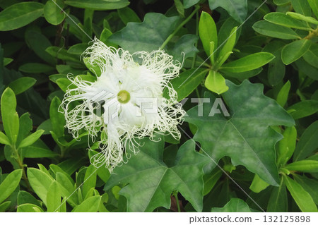葫蘆雌花：白天盛開的葫蘆正上方景色 / 埼玉縣，十月 132125898