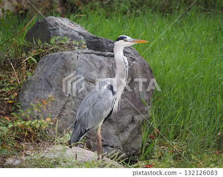 Gray heron Gray heron 132126083