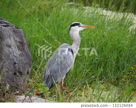 Gray heron 132126084