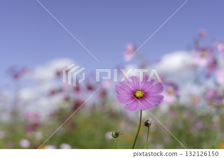 blue sky and pink cosmos flowers 132126150
