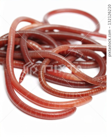 Worms close view over white background, no shadow 132126210
