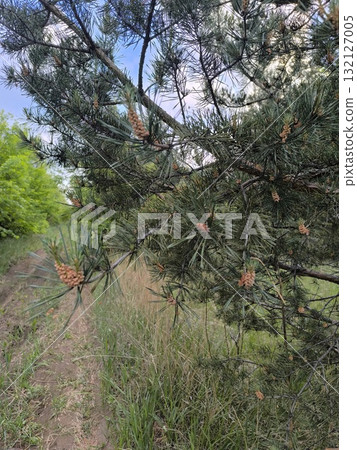 Pine Tree Branch with Cones in Natural Habitat, Woodland Scenery, Environment, Springtime Pine Tree Branch with Cones in Natural Habitat, Woodland Scenery, Environment, Springtime 132127005