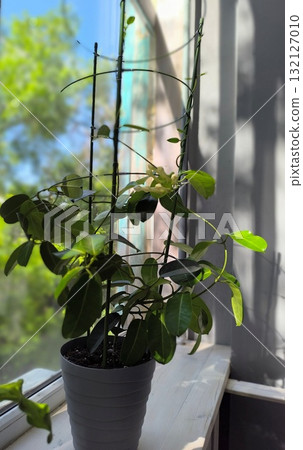 Blooming Stephanotis Plant on a Windowsill with Natural Light, a Botanical Indoor Scene 132127010