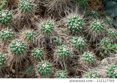 Choshi Hakuryumaru, a variety known for its long spines 132127769