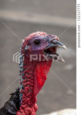 生物[火雞的外觀] 132127775