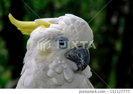 Kibatan [Parrot] featuring yellow crests 132127777