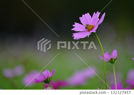 Pink cosmos 132127957