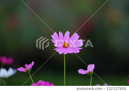 Pink cosmos 132127958