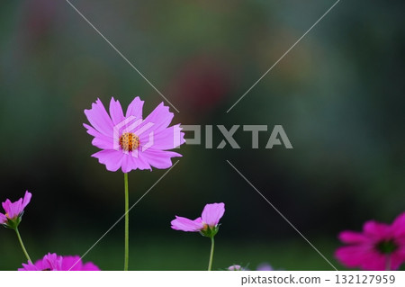 Pink cosmos 132127959