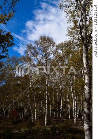 Yachiho highland white birch group dough 132128114