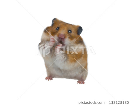 Syrian hamster isolated on white background Syrian hamster isolated on white background 132128180