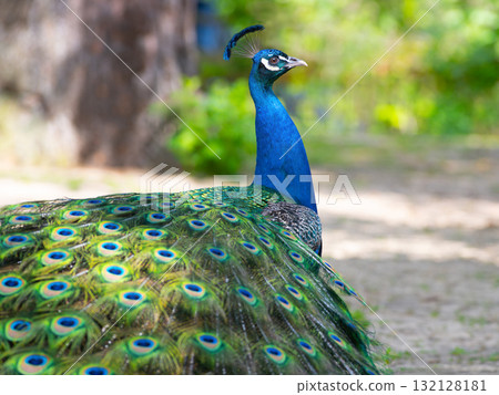 Peacock portrait on blurred background Peacock portrait on blurred background 132128181
