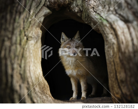 corsac fox  sitting in a tree hollow 132128182