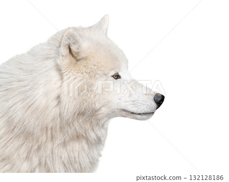 polar wolf portrait isolated on white background 132128186