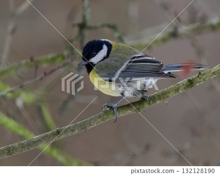 tit sitting on a tree branch against a blurred background tit sitting on a tree branch against a blurred background 132128190