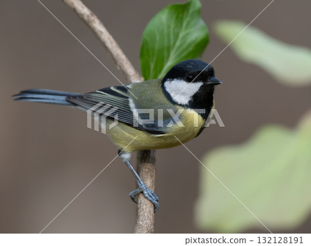 tit sitting on a tree branch against a blurred background tit sitting on a tree branch against a blurred background 132128191