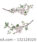 Delicate cherry blossom branches. Hand drawn watercolor illustration of spring flowers with soft, ethereal petals and tender green leaves on an isolated background. Exquisite floral composition 132128320