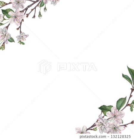 Square frame with white cherry flowers, buds, green leaves and tree branch in the corner with space for text. Hand drawn watercolor illustration of spring blooming elements on isolated background Square frame with white cherry flowers, buds, green leaves and tree branch in the corner with space for text. Hand drawn watercolor illustration of spring blooming elements on isolated background 132128325