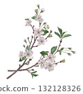 Delicate cherry blossom branches. Hand drawn watercolor illustration of spring flowers with soft, ethereal petals and tender green leaves on an isolated background. Exquisite floral composition 132128326