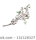 Branch of blossom cherry tree with flowers, green leaves and buds. Hand drawn watercolor illustration of spring blooming elements on isolated background. Suitable for invitations, posters or cards 132128327