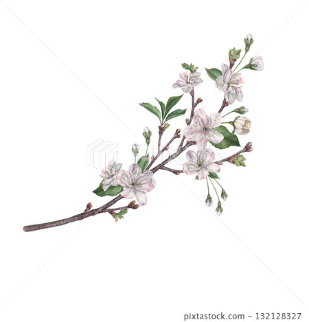 Branch of blossom cherry tree with flowers, green leaves and buds. Hand drawn watercolor illustration of spring blooming elements on isolated background. Suitable for invitations, posters or cards Branch of blossom cherry tree with flowers, green leaves and buds. Hand drawn watercolor illustration of spring blooming elements on isolated background. Suitable for invitations, posters or cards 132128327