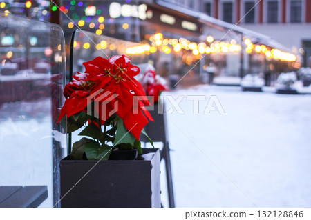 Poinsettia plant on urban winter street background. 132128846
