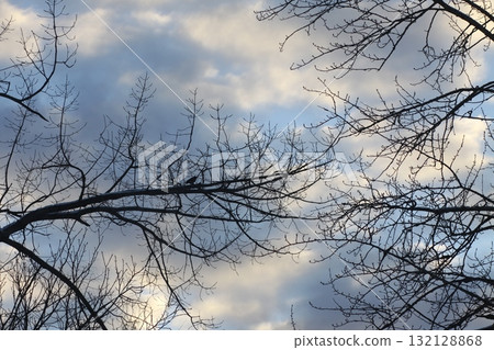 Delicate bare tree twigs reaching into blue winter air. 132128868
