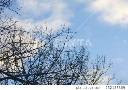 Abstract pattern of branches outlined on winter sky. 132128869