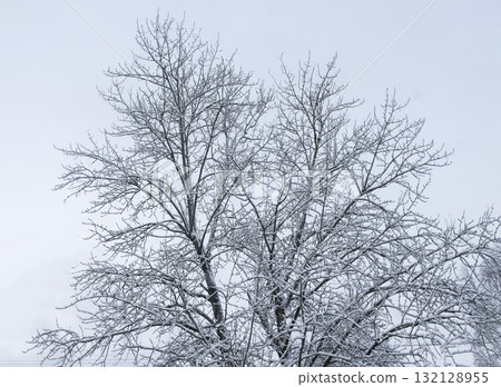 Snowy tree twigs in winter nature detail. Snowy tree twigs in winter nature detail. 132128955