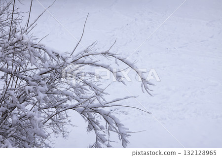 Frosted tree branches creating winter beauty. 132128965