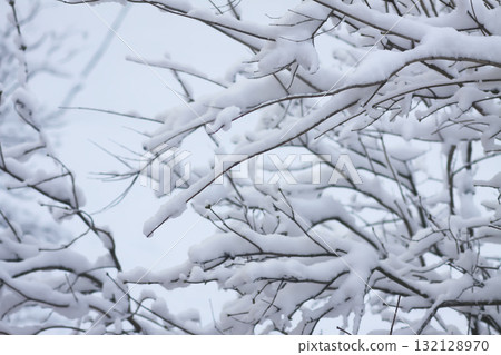 Scenic snowy branches in cold seasonal landscape. Scenic snowy branches in cold seasonal landscape. 132128970