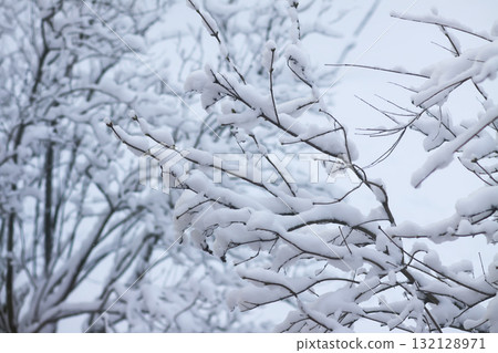 Scenic snowy branches in cold seasonal landscape. Scenic snowy branches in cold seasonal landscape. 132128971