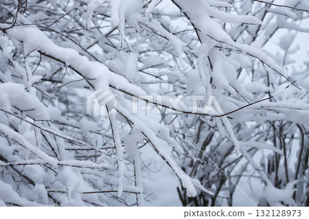 Close-up of winter tree with fresh snow. 132128973