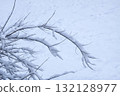 Natural detail of twigs covered with fresh snowfall. 132128977