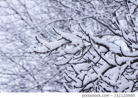 Snow-covered branches in winter park. 132128980
