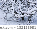Snow-covered branches in winter park. 132128981