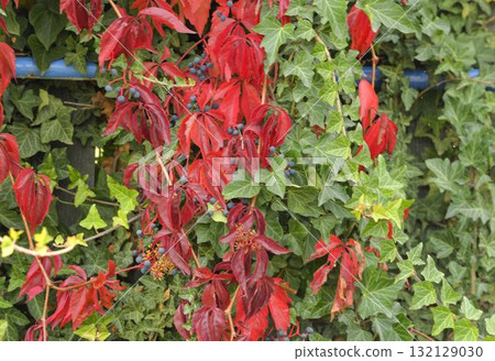 A view of climbing ivy and Virginia creeper. The concept of autumn colors and climbing plants. Parthenocissus quinquefolia, commonly known as Virginia creeper, woodbine, five-leaved ivy, or five A view of climbing ivy and Virginia creeper. The concept of autumn colors and climbing plants. Parthenocissus quinquefolia, commonly known as Virginia creeper, woodbine, five-leaved ivy, or five 132129030