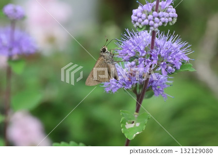 一隻德國船長蝴蝶正在秋季花園裡盛開的紫色雛菊中吸食花蜜 一隻德國船長蝴蝶正在秋季花園裡盛開的紫色雛菊中吸食花蜜 132129080