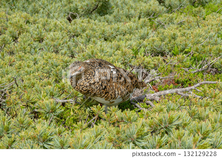 Scenery of the Central Alps 132129228