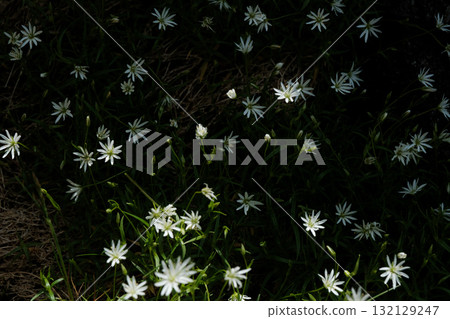 Scenery of the Central Alps Scenery of the Central Alps 132129247