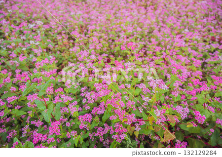Red buckwheat flowers in full bloom [Minowa Town, Kamiina District] 132129284