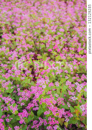 Red buckwheat flowers in full bloom [Minowa Town, Kamiina District] 132129285